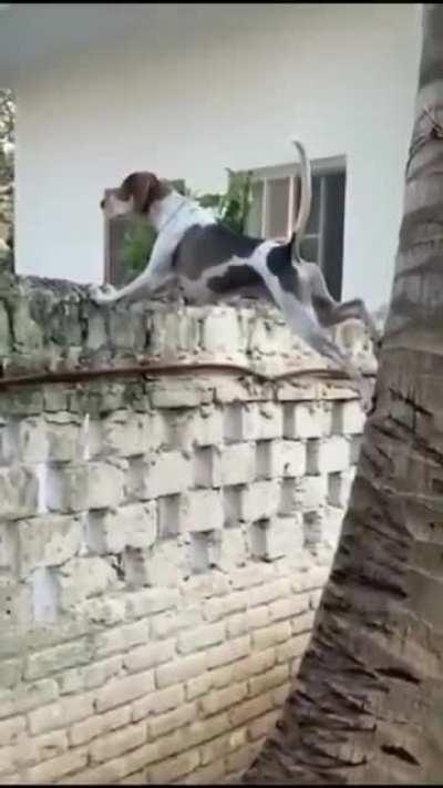 He really wants to know what's happening in the yard next door.