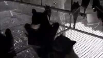 Just some chill bats hanging out.