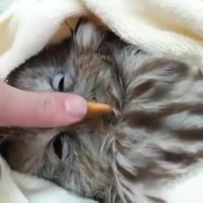 Precious Ural Owl 🦉