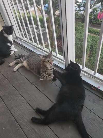 My cats lazy playing