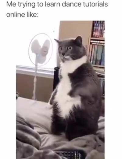 Dances in chonk