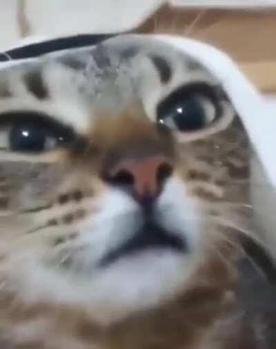 Meanwhile in western-europe👳&zwj;♂️👳&zwj;♂️👳&zwj;♂️