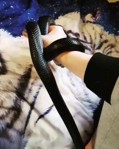 My little Night Fury