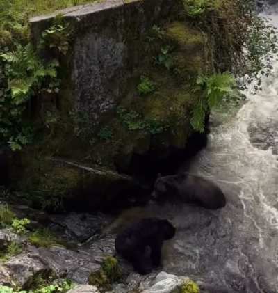 A Black Bear defends his fishing spot from a Grizzly