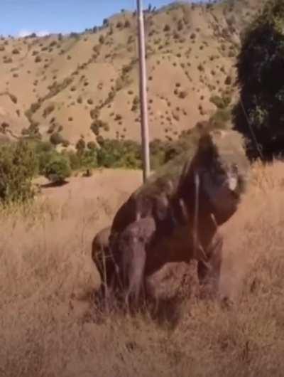 Komodo Dragon enjoying it's dinner in one gulp.