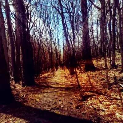 Recursive corridor through the forest