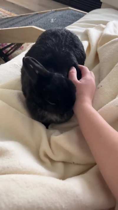 Do you think she has me well trained? Miss Tiggles knows I don’t like it when she bites the blanket