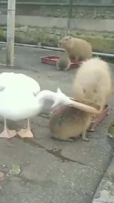 To eat a furry snack