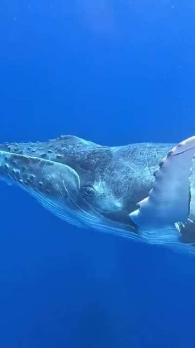 For covering both underwater and above-water scenes properly.