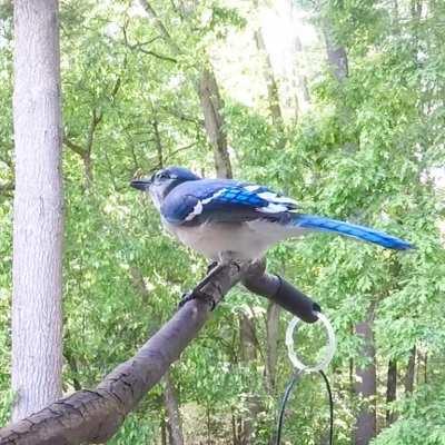 Blue Jay calling NH