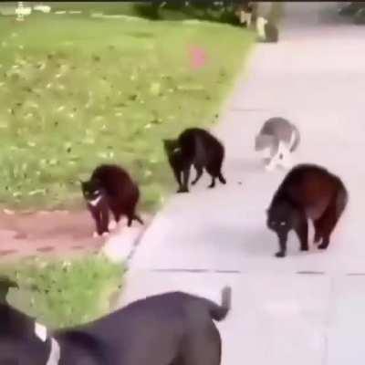 Neighbors scare off suspected troublemaker