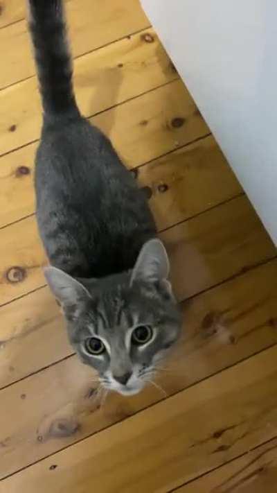 She only “yells” at me when I’m making her dinner