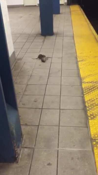 NYC subway rat dragging another rat's carcass