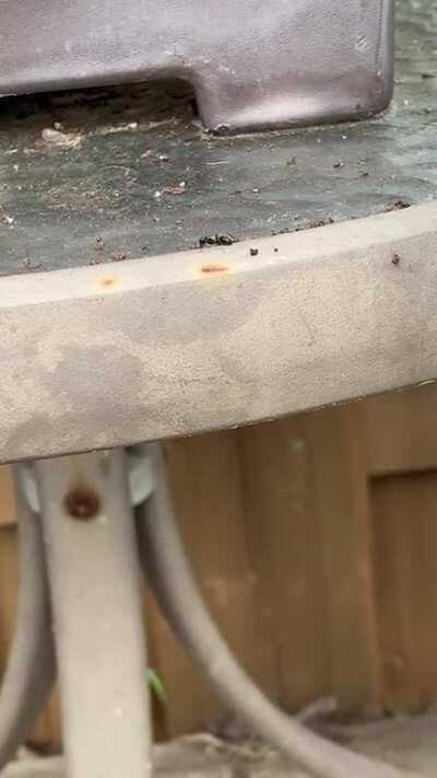 These ants, who insist on taking dirt out of my planter and dropping it on my deck.