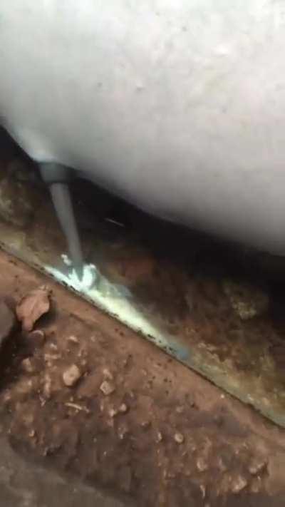 dark side of dolphins