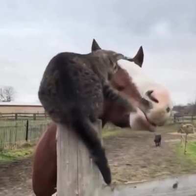 Unexpected friendship 😽🐴✨