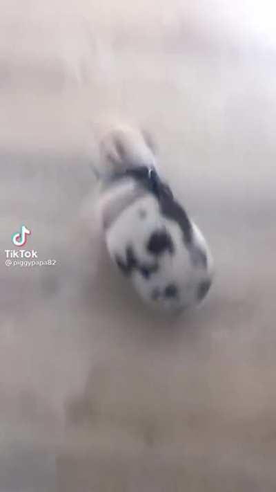 scaring a little pig