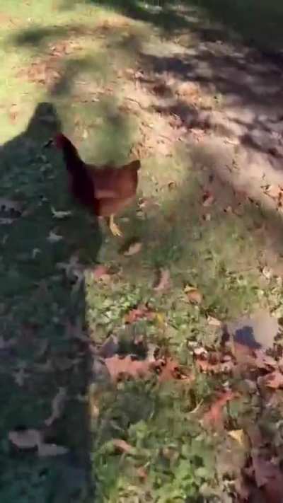 Yeah chicken love it