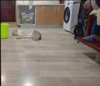 kedy gangsta paradise