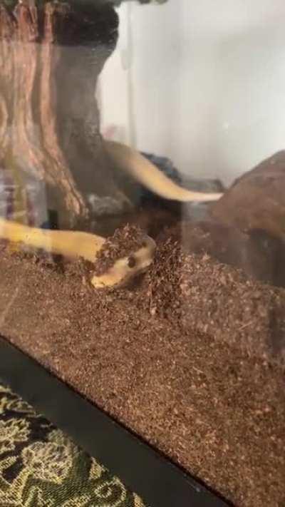 New substrate? Or new hat?