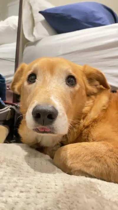 You may have heard of the “bend and snap” but let me introduce you to the “blep and wink”