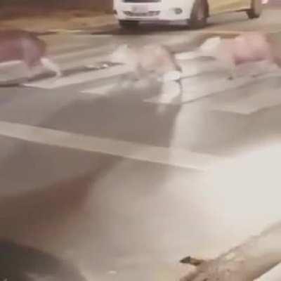 🔥 Family of Capybara crossing a busy city street 🔥