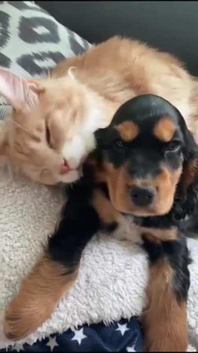 A new puppy with the rescue kitten.