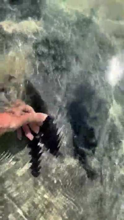 🔥 Utterly massive stingray looks prehistoric