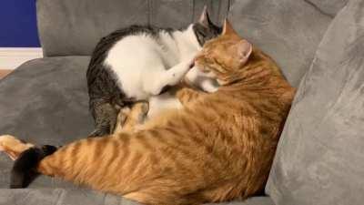 My orange boy Dennis just wants to cuddle and sleep, Larry is an a$$#ole