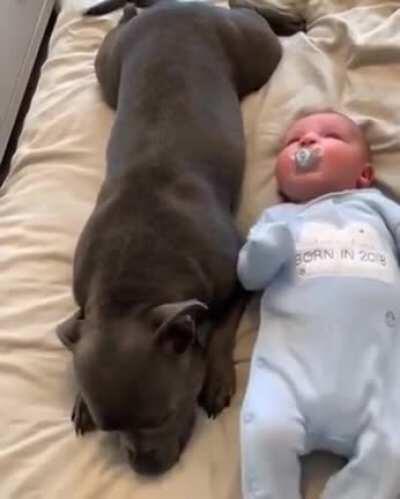 Protecting her hooman