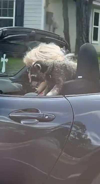 lady driving with her raccoon