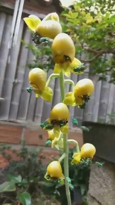 🔥 Emerald Orchid Bees 🔥