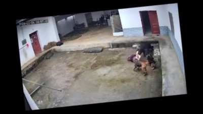 An elderly person in Shaanxi was tragically killed by a wild boar.