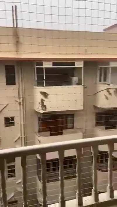 A tree going crazy in Mumbai, India.