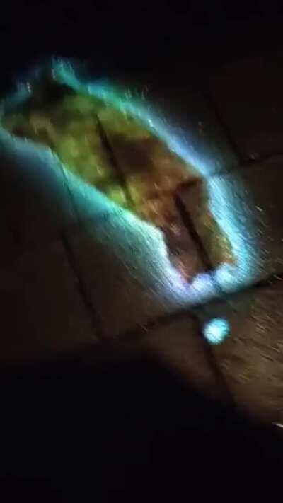 This cat projektion from a random street light in Utrecht, Netherlands