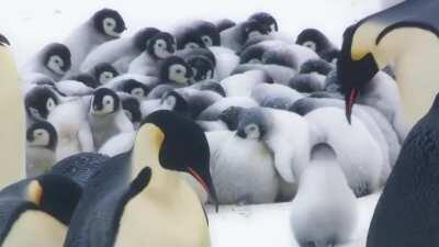 When emperor penguin chicks are about 50-60 days old, they've become too big for their parents' protective pouch. So while they are away, chicks form large groups called crèches to keep warm.