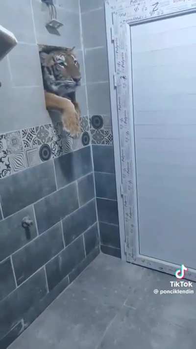 Going to toilet peacefully be like