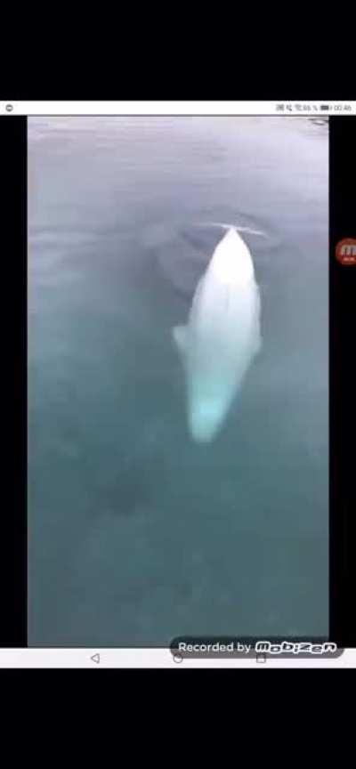 Белуга бережно возвращает телефон