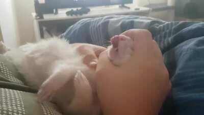 Tubby destressing after a long day of causing trouble