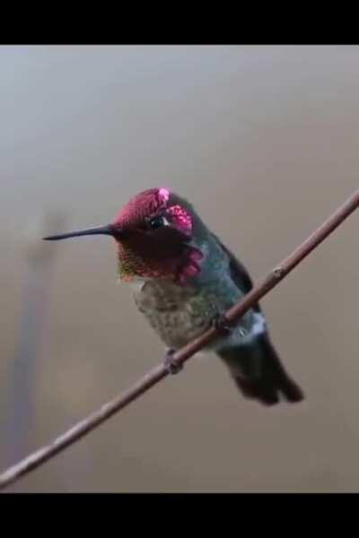 Here's a gorgeous hummingbird