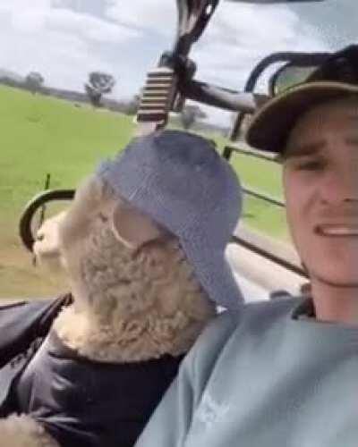 Taking a ride in the lamb-o