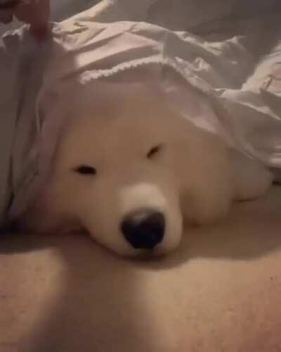 Stop scrolling for immediate happiness - Floofer Boofer