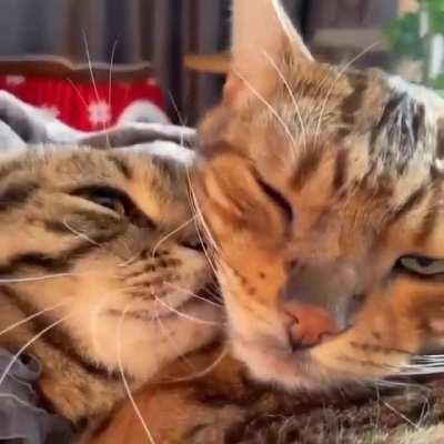 What A Lovely Couple