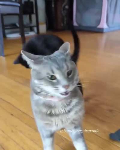 What a dramatic and sassy entrance 😂