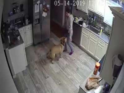 The Dog is having a Dance with Dogsitter