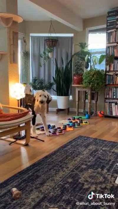 O cachorro é mais esperto que eu