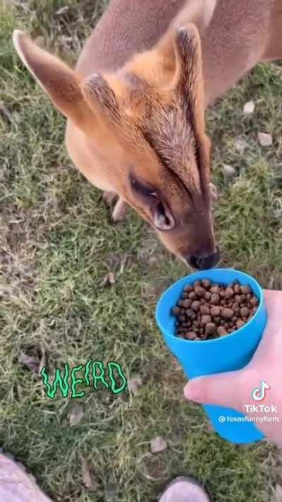 deer in abyss be like: