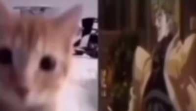 How it feels like to get neg-diffed by a cat😼