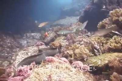 Octopus rides a moray eel to avoid its deadly jaws