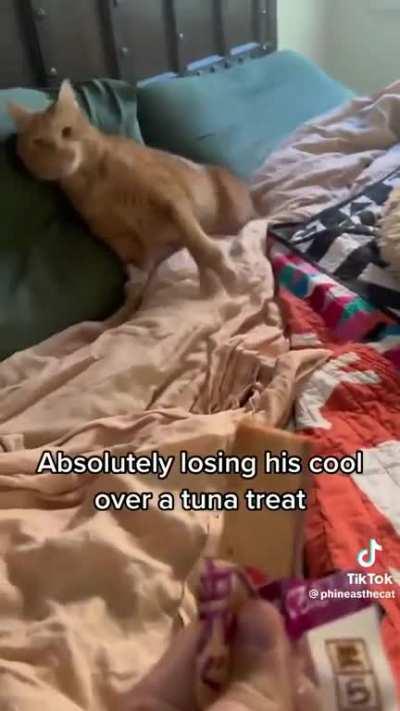 Cute cat enjoying his treat